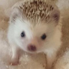 まこ