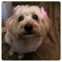 ゆかりん*（MJF）