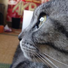 マツウラブ