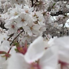 みくとえなのトーク