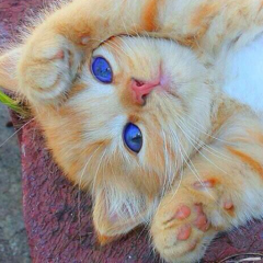 YOUTUBER大好き人間。