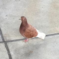 モッキー