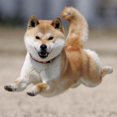 まるにゃんのトーク