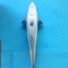 ちくりんのトーク