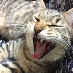 ゆーり
