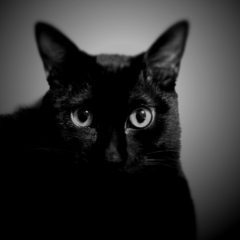 隠密猫のトーーーーーク