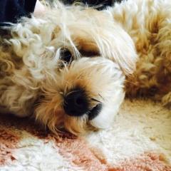 アリスのトーク