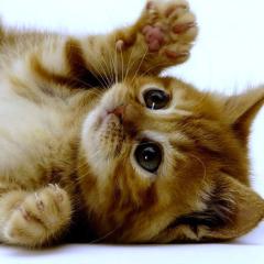 ネコカフェー（≧∇≦）猫好きはなそー