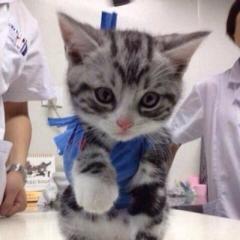 劉芝林のトーク