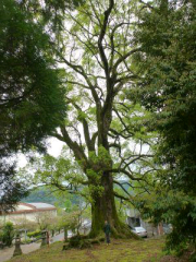 スーパーフェミニーナデス婦人