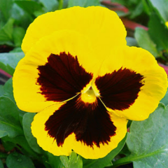 美しい花それはパンジー