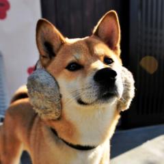 浅川まほ