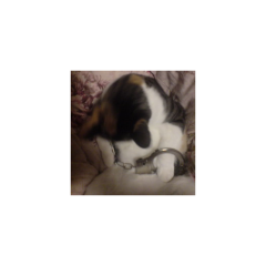 奴隷になりたい女来い