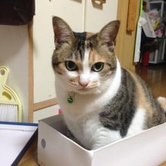 えんちゃん