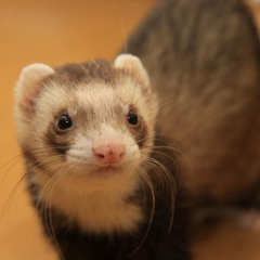 山梨県民かむおん!!