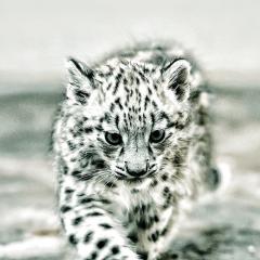 やむちゃ