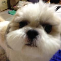 ワンコ大好き集まれ〜(((o(*゚▽゚*)o)))