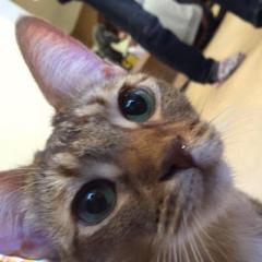 けんぴ。のトーク