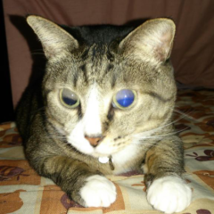 しげさのトーク