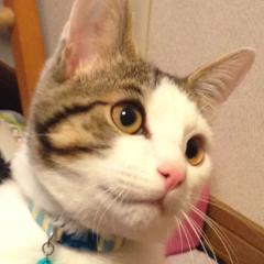 ペット飼ってる人好きな人話しましょぉ！