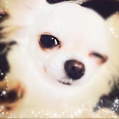暇ー(´・ω・`)モキュ