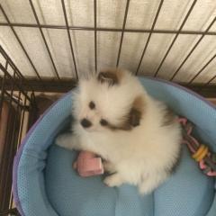 はなとオカピーのトーク