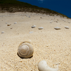 小学校６年 集まれ〜 　　　　　 （´・ω・｀） 　 J | |