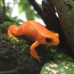 おがたかとーく