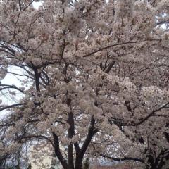 東北の彼女ヨロシク(=^ェ^=)✌️