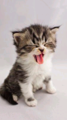 めいっこ320＠にゃんこ隊