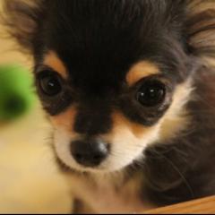 犬好き集まれー❤