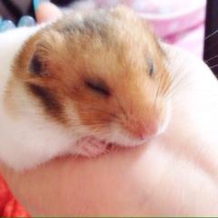 ハムちゃんず