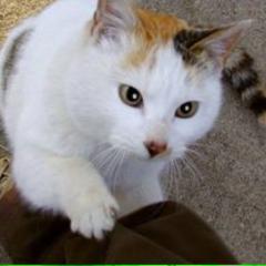 にゃんこシフト