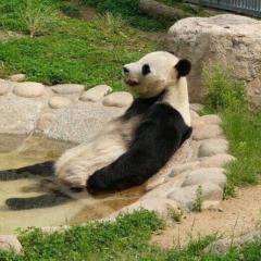 へなちょこ王様のトーク