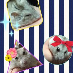 Ayu☆mi