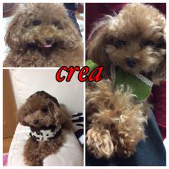 犬飼ってる人！！ψ(｀∇´)ψ