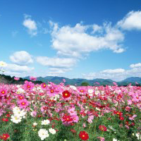 テテラバードのトーク