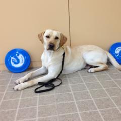 ドッグトレーナー