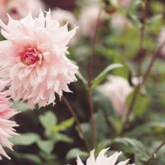 仙台、東北の人ヨロシク(=^ェ^=)✌️