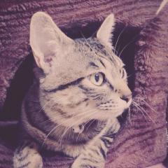 こんぼう（ももLiNご）