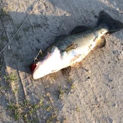 バス釣り好きな人ー