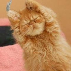 自分のペットを自慢しようそしてかたろう！