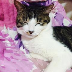 😽 Kitty Room 😽