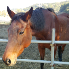 ハルウララやき～