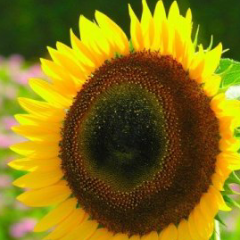 ♡SUNFLOW♡