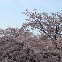 かんな