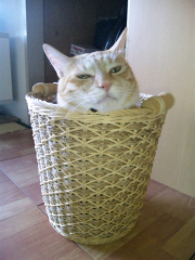 MAG