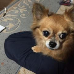 かれんパパ