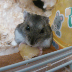 動物好きなひとー♪