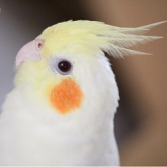 ☆mikan☆のトーク